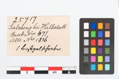 Etikett zu Bernsteinschieber (NHMW-PRAE-025717)